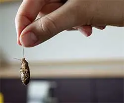 Sheffields controls all pests