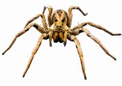 Sheffield Pest Controls spiders